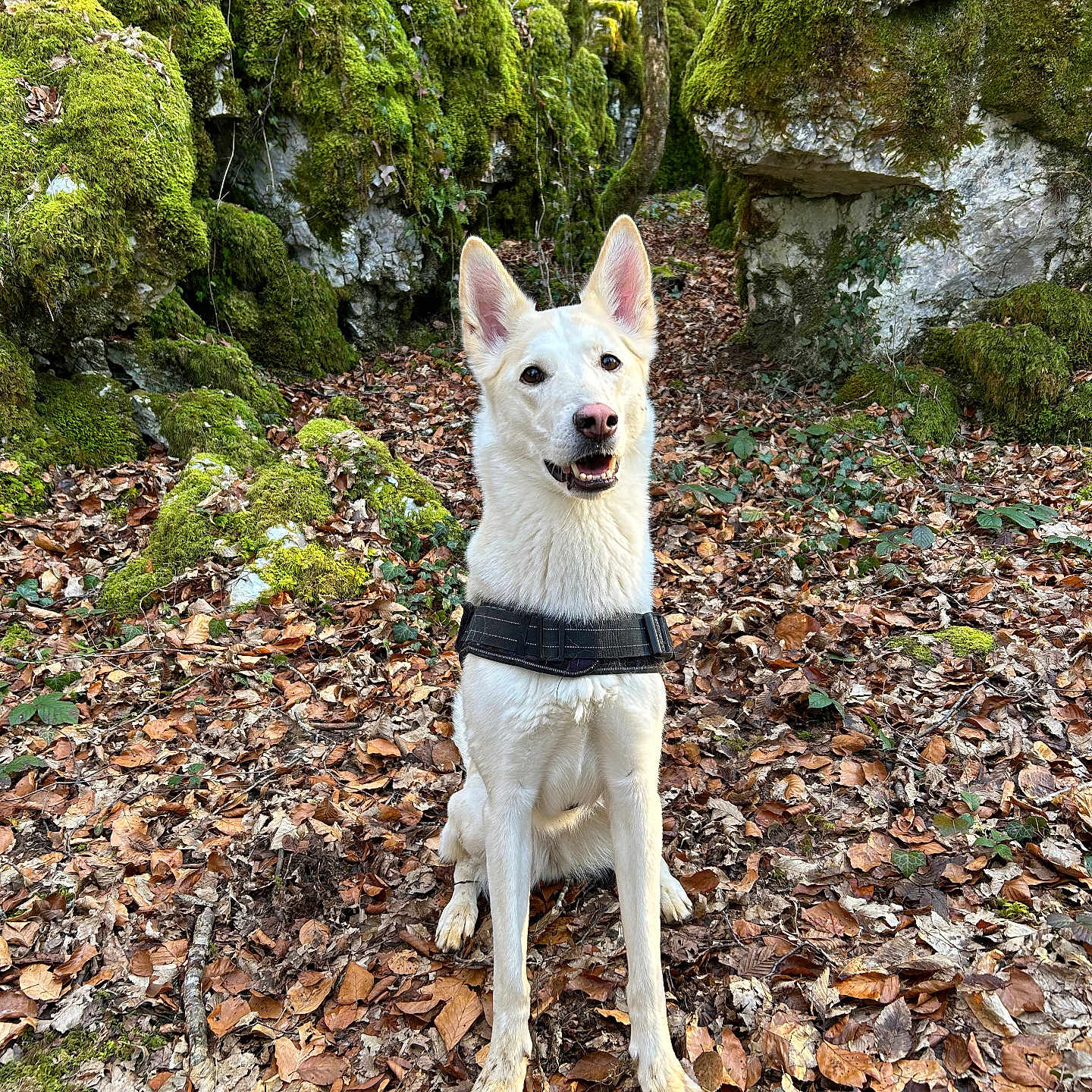 Riccie a rejoint le concours — aidez-le/la à gagner de superbes lots ! animal, canine, daylight, dog, ears_up, forest, fur, happy, leaves, moss, nature, outdoor, path, pet, rocks, sitting, smiling, trees, white_dog, woodland