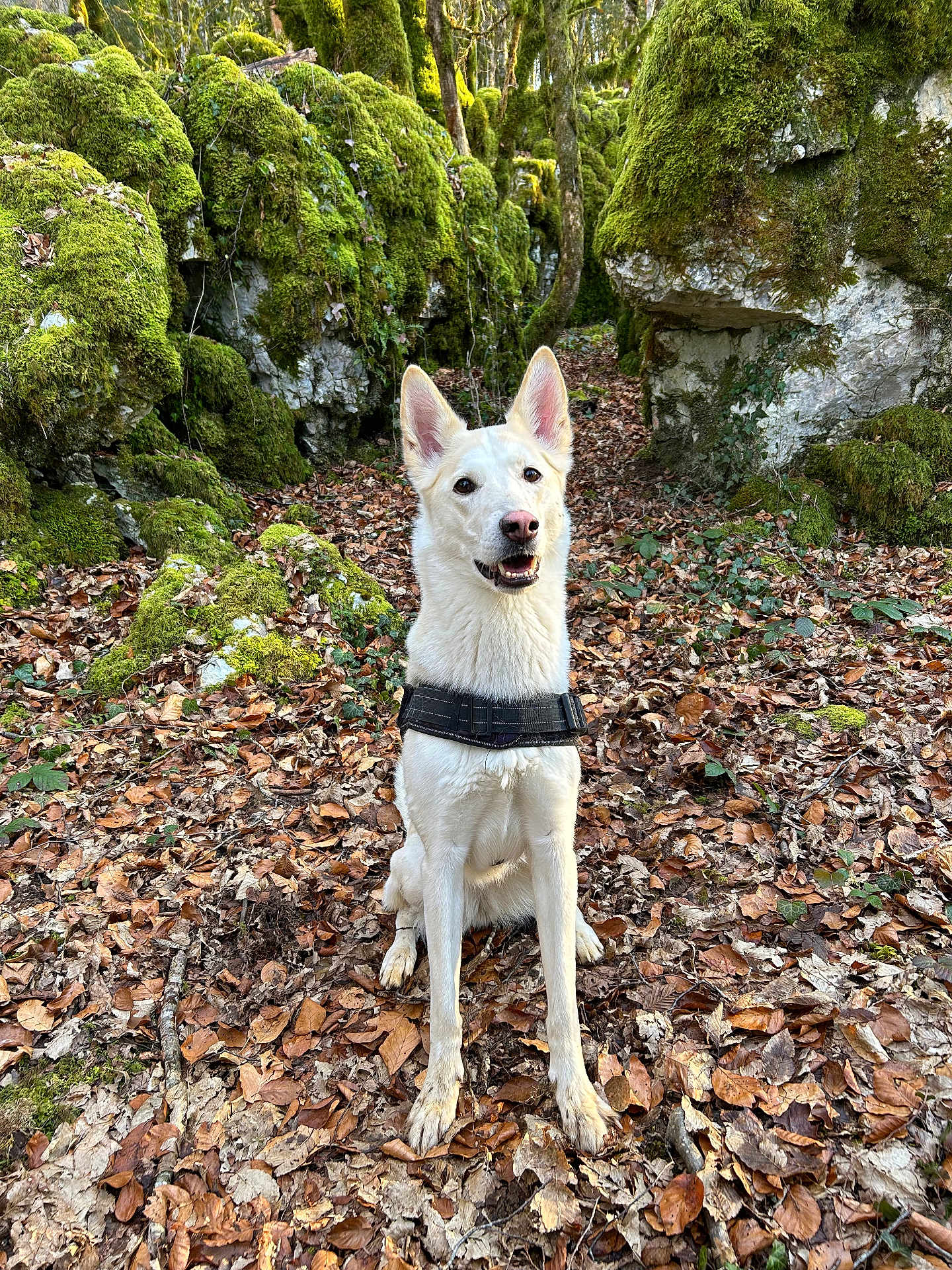 Riccie a rejoint le concours — aidez-le/la à gagner de superbes lots ! dog, white_dog, forest, moss, rocks, leaves, nature, outdoor, animal, pet, canine, sitting, happy, ears_up, fur, path, trees, woodland, daylight, smiling