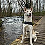Riccie participe au concours pour gagner de l'argent avec cette photo : dog, white_dog, animal, pet, outdoor, river, waterfall, wooden_dock, forest, trees, nature, water, happy, sitting, canine, leash, landscape, daytime, wildlife, smiling