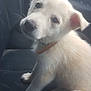 puppy, dog, white_fur, car_seat, pet, animal, cute, young, collar, indoor, seatbelt_buckle, looking_up, ears, fur, small, adorable, sitting, companion, domestic_animal, car_interior