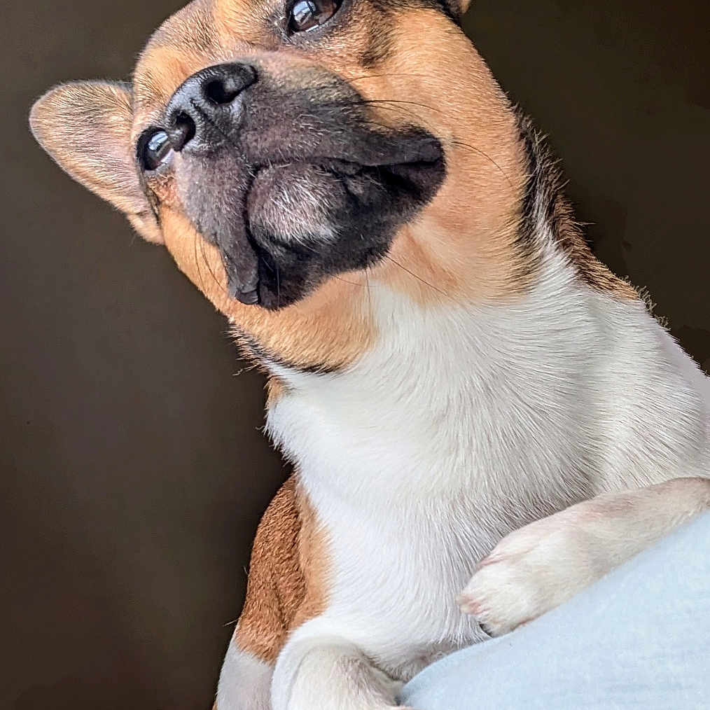 Dwayne participe au concours pour gagner de l'argent avec cette photo : animal, beagle, boxer, bulldog, canine, dog, frenchbulldog, hound, indoors, interiordesign, person, pet, pitbull, pug, puppy, sleeping, snout