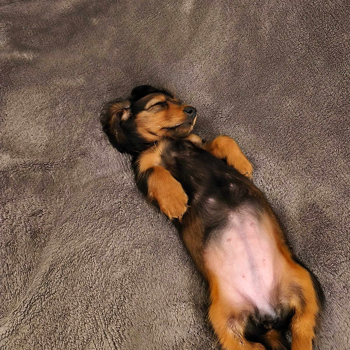 Ava a rejoint le concours — aidez-le/la à gagner de superbes lots ! adorable, animal, black, blanket, brown, cozy, cute, dog, fur, indoors, lying_down, nap, pet, puppy, relaxed, resting, sleeping, small, soft, young