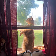 Maria Decicio is registered to the contest to win money with this photo: cat, ginger_cat, window, curtains, indoors, outdoor_view, windowsill, sunlight, pet, feline, curious, standing, red_curtains, green_grass, daylight, collar, looking_out, home, domestic_animal, nature