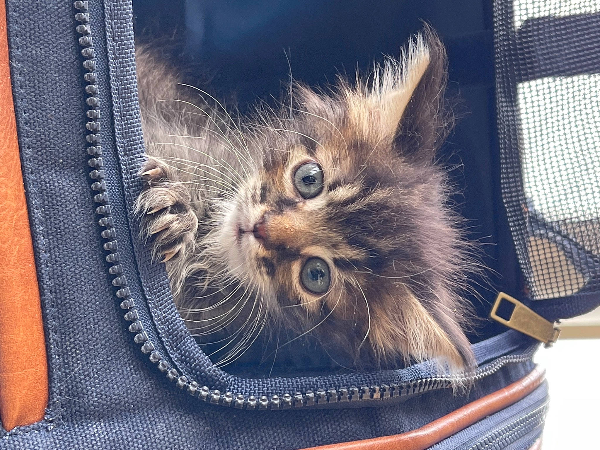 Milky Joe joined the competition — help win amazing prizes! bag, baggage, basket, box, carnivore, cat, claw, comfort, denim, domestic_short_haired_cat, electric_blue, fashion_accessory, fawn, felidae, fur, luggage_and_bags, pattern, small_to_medium_sized_cats, snout, whiskers