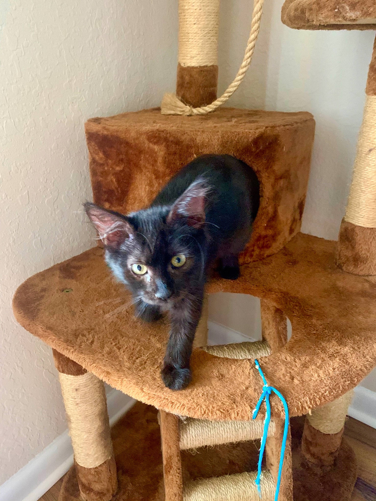 Charly is registered to the contest to win money with this photo: black_cat, bombay, carnivore, cat, cat_supply, domestic_short_haired_cat, fawn, felidae, floor, flooring, fur, grey, hardwood, house, lamp, room, small_to_medium_sized_cats, tail, whiskers, wood