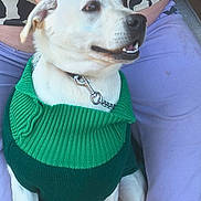 Emily is registered to the contest to win money with this photo: dog, white_dog, green_sweater, pet, smiling, sitting, person, purple_pants, black_and_white_clothing, collar, chain_collar, indoors, close_up, cute, animal, companion, friendly, happy, fur, domestic_animal