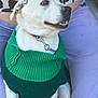 dog, white_dog, green_sweater, pet, smiling, sitting, person, purple_pants, black_and_white_clothing, collar, chain_collar, indoors, close_up, cute, animal, companion, friendly, happy, fur, domestic_animal
