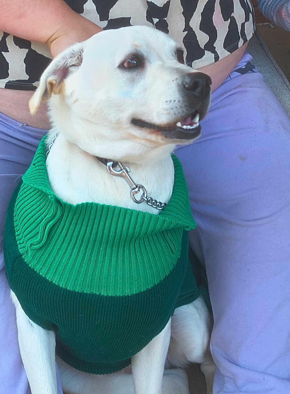Emily is registered to the contest to win money with this photo: dog, white_dog, green_sweater, pet, smiling, sitting, person, purple_pants, black_and_white_clothing, collar, chain_collar, indoors, close_up, cute, animal, companion, friendly, happy, fur, domestic_animal