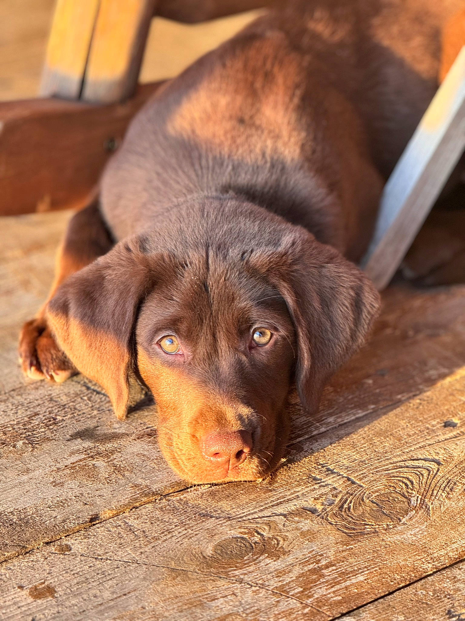 Indie is registered to the contest to win money with this photo: canidae, carnivore, companion_dog, dog, dog_breed, eye, fawn, fur, gun_dog, hardwood, liver, plant, puppy, retriever, snout, sporting_group, terrestrial_animal, wildlife, wood, working_animal