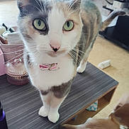 Lady participe au concours pour gagner de l'argent avec cette photo : cat, dog, indoor, table, collar, bow, pet, curious, closeup, feline, canine, floor, wooden_table, domestic_animal, companion, whiskers, ears, green_eyes, snout, fur