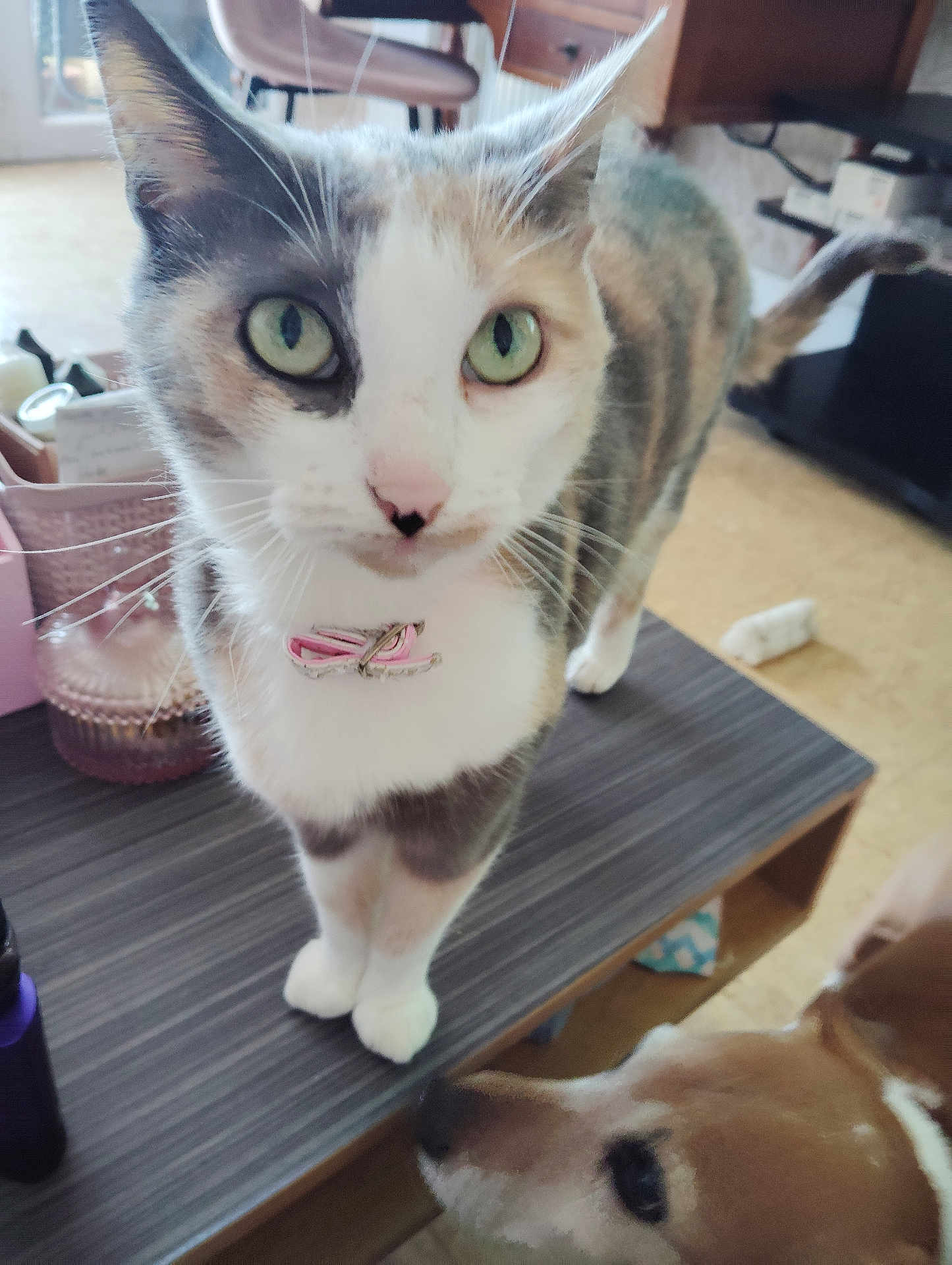 Lady