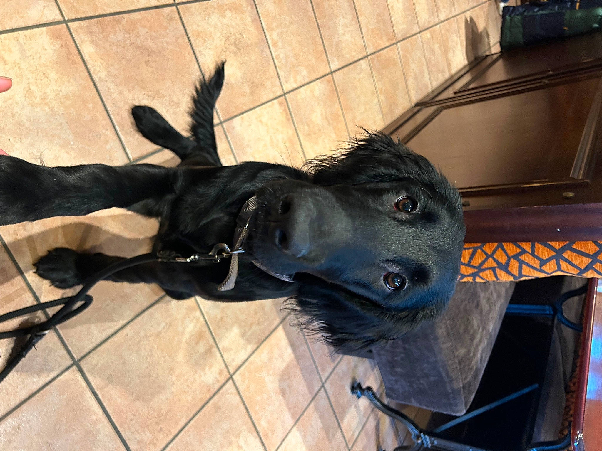 Uko a rejoint le concours — aidez-le/la à gagner de superbes lots ! canidae, cart, collar, dog_breed, fawn, flooring, fur, horn, leash, metal, moose, pack_animal, personal_protective_equipment, snout, sporting_group, tail, terrestrial_animal, whiskers, wood, working_animal