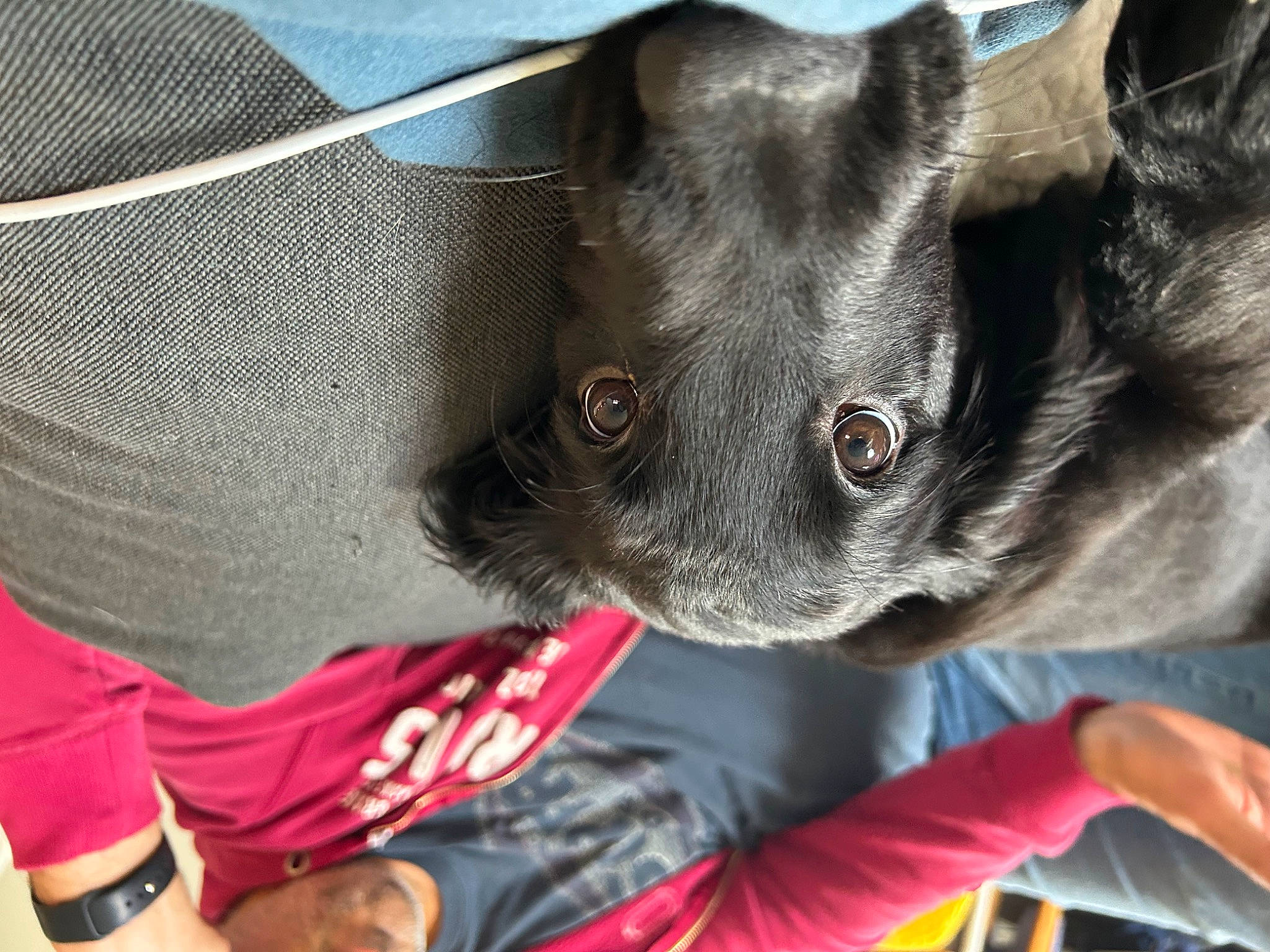 Uko a rejoint le concours — aidez-le/la à gagner de superbes lots ! canidae, carnivore, collar, companion_dog, dog, dog_breed, dog_collar, ear, fashion_accessory, fawn, fur, non_sporting_group, personal_protective_equipment, sporting_group, sun_hat, whiskers, working_animal