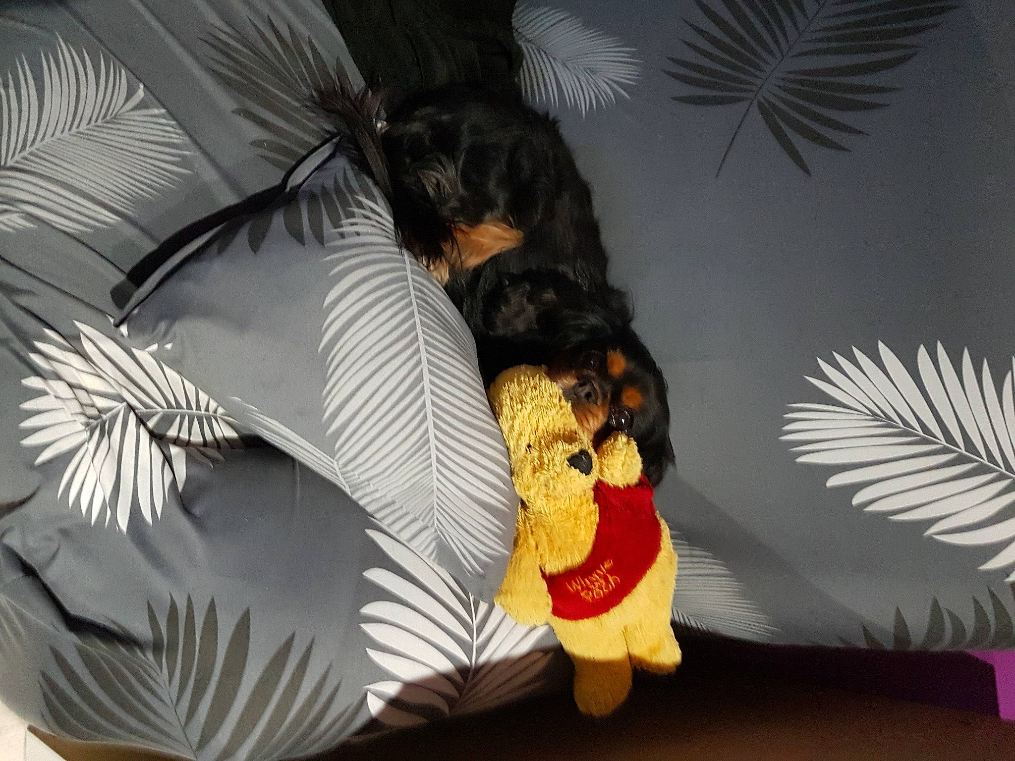 Havana a rejoint le concours — aidez-le/la à gagner de superbes lots ! art, carmine, christmas, doll, event, fashion_accessory, feather, fictional_character, linens, living_room, ornament, plant, plush, room, stuffed_toy, tail, toy, tree, umbrella, wing