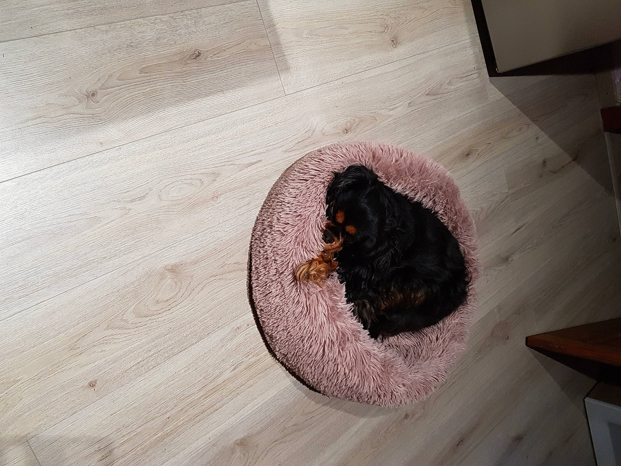 Havana participe au concours pour gagner de l'argent avec cette photo : cuisine, dish, flooring, fluid, hardwood, ingredient, insect, natural_material, pest, soil, stain, terrestrial_animal, wood, wood_flooring, wood_stain