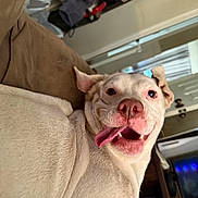 Kilo is registered to the contest to win money with this photo: animal, canine, close_up, couch, cute, dog, door, floor, fur, happy, household, indoor, living_room, nose, pet, relaxed, smile, tongue, tongue_out, white_dog