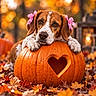 dog, beagle, pet, autumn, fall, pumpkin, heart, flowers, hair_clips, outdoor, forest, leaves, orange, brown, portrait, close_up, bokeh, warm_lighting, adorable, seasonal