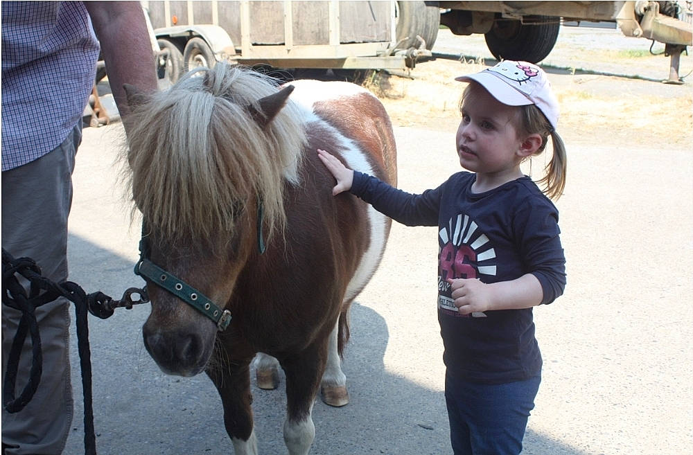 Mélinda participe au concours pour gagner de l'argent avec cette photo : baseball_cap, bridle, event, fun, hat, headwear, horse, horse_supplies, horse_tack, livestock, mare, pack_animal, person, recreation, rein, shetland_pony, stallion, tire, toddler, truck