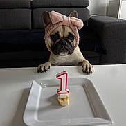 Abby participe au concours pour gagner de l'argent avec cette photo : dog, french_bulldog, birthday, candle, cupcake, number_one, headband, pink_bow, pet, animal, portrait, sitting, indoor, living_room, sofa, table, plate, food, cute, funny