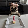 dog, french_bulldog, birthday, candle, cupcake, number_one, headband, pink_bow, pet, animal, portrait, sitting, indoor, living_room, sofa, table, plate, food, cute, funny