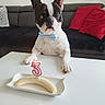 dog, french_bulldog, birthday, bow_tie, candle, number_three, banana, plate, table, sofa, cushions, indoor, home, portrait, sitting, pet, black_and_white, ears, celebration, food