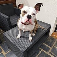 Uxy participe au concours pour gagner de l'argent avec cette photo : dog, bulldog, pet, animal, sitting, outdoor, patio, garden, furniture, table, chair, black_and_white, brindle, collar, leash, ears, snout, portrait, funny, photography