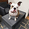 dog, bulldog, pet, animal, sitting, outdoor, patio, garden, furniture, table, chair, black_and_white, brindle, collar, leash, ears, snout, portrait, funny, photography