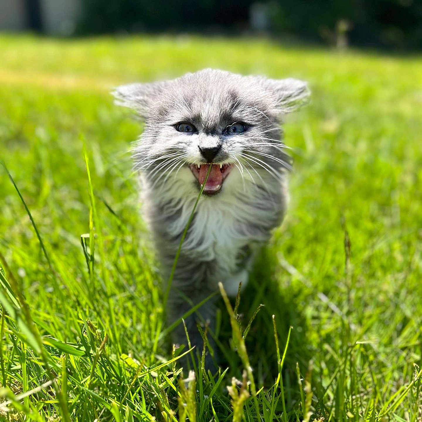 Tito joined the competition — help win amazing prizes! animal, bodypart, cat, face, field, grass, grassland, green, head, kitten, lawn, mouth, nature, outdoors, person, pet, photography, plant, portrait, vegetation