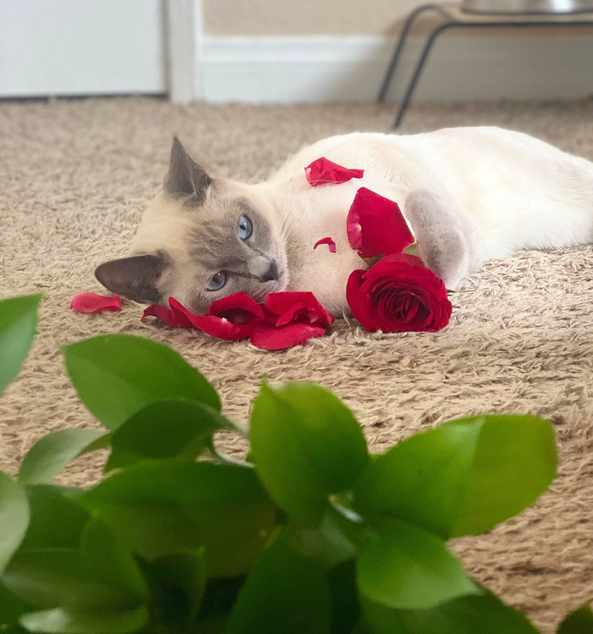 Mew joined the competition — help win amazing prizes! carmine, carnivore, cat, claw, comfort, domestic_short_haired_cat, fawn, felidae, fur, grass, groundcover, paw, petal, plant, siamese, small_to_medium_sized_cats, snout, tail, thai, whiskers