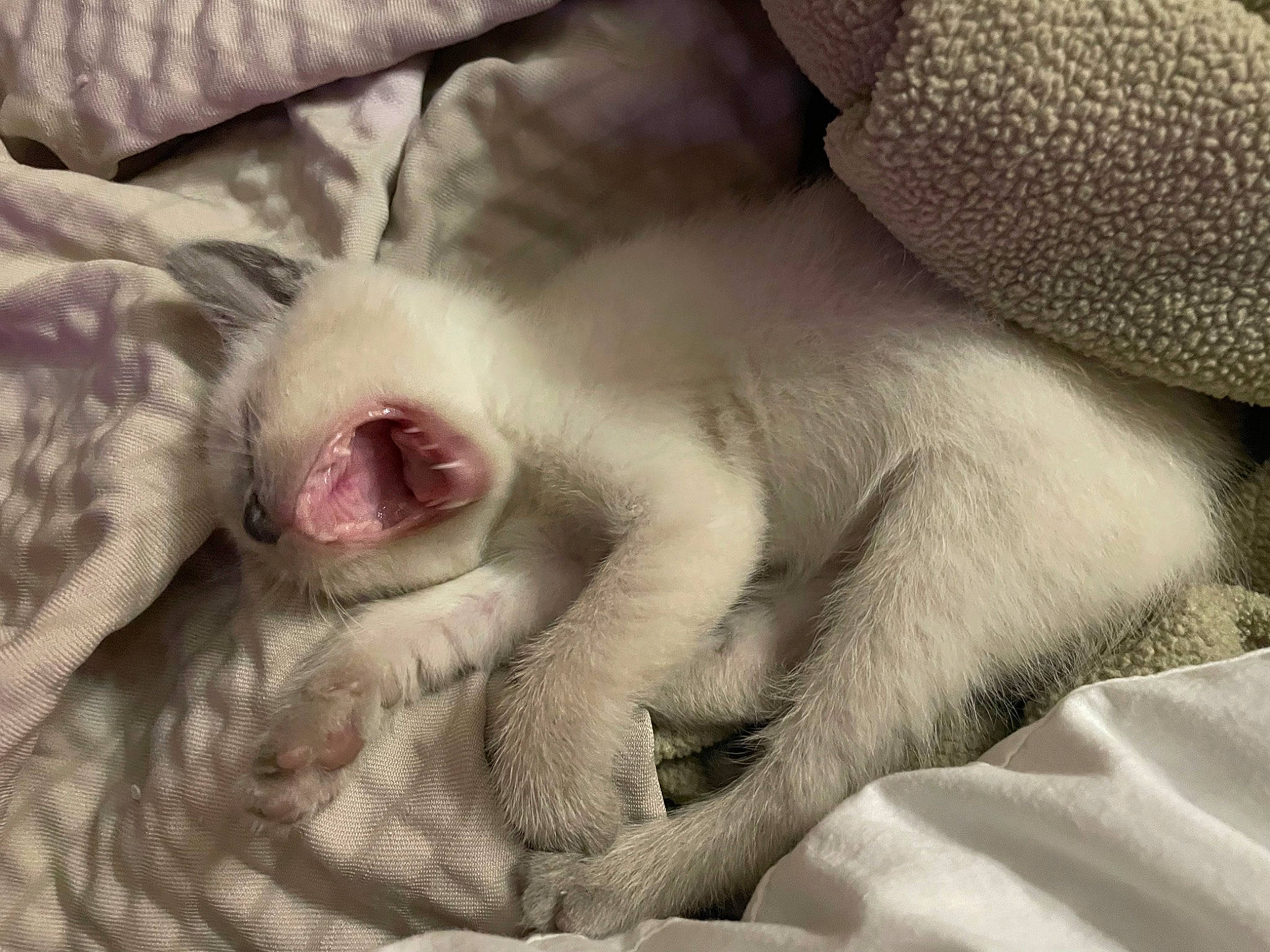 Mew is registered to the contest to win money with this photo: carnivore, cat, comfort, ear, fang, fawn, felidae, fur, grey, linens, nap, paw, sleep, small_to_medium_sized_cats, snout, tail, terrestrial_animal, whiskers, wildlife, yawn