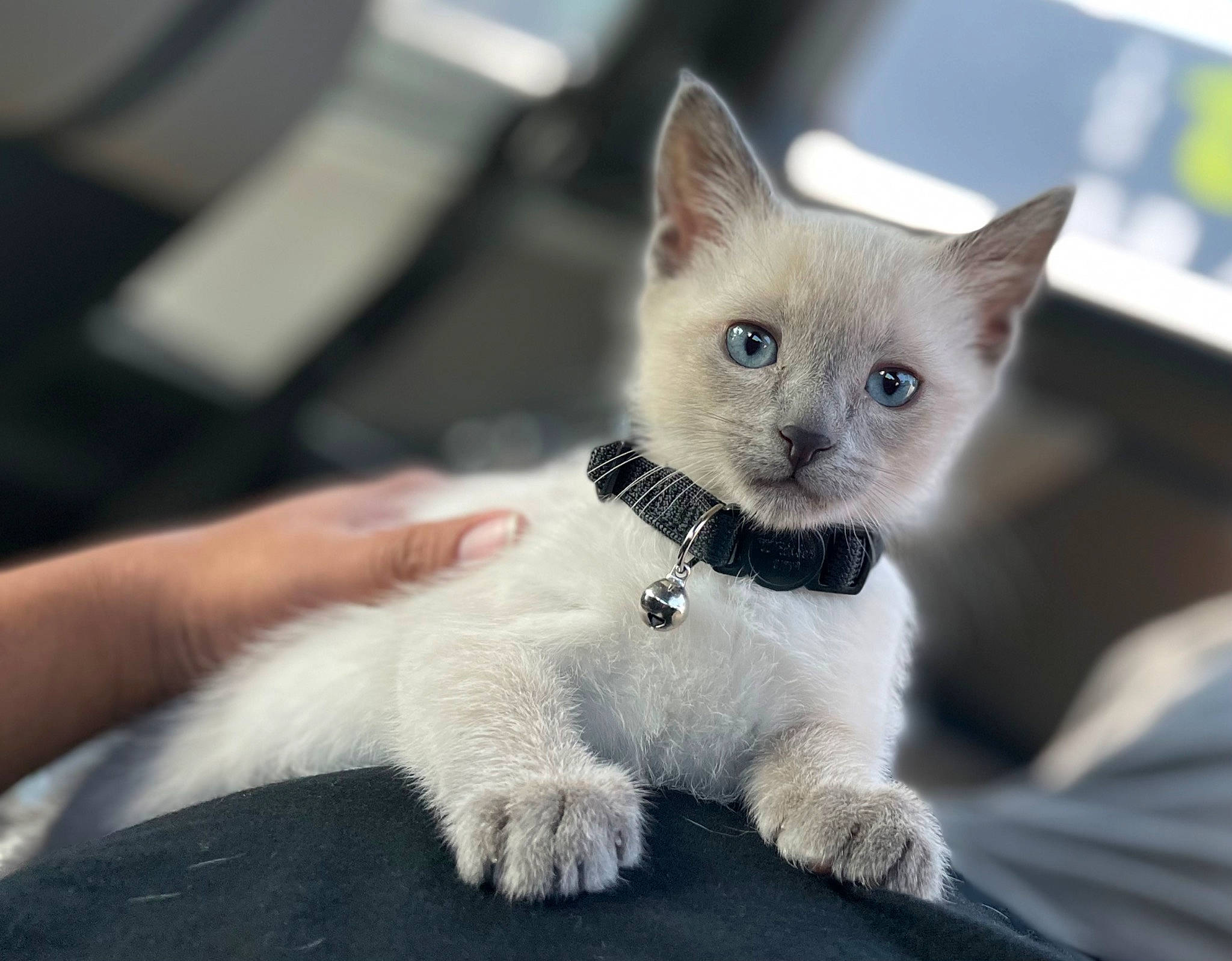 Mew is registered to the contest to win money with this photo: carnivore, cat, claw, comfort, domestic_short_haired_cat, fawn, felidae, fur, paw, small_to_medium_sized_cats, snout, tail, terrestrial_animal, thai, whiskers