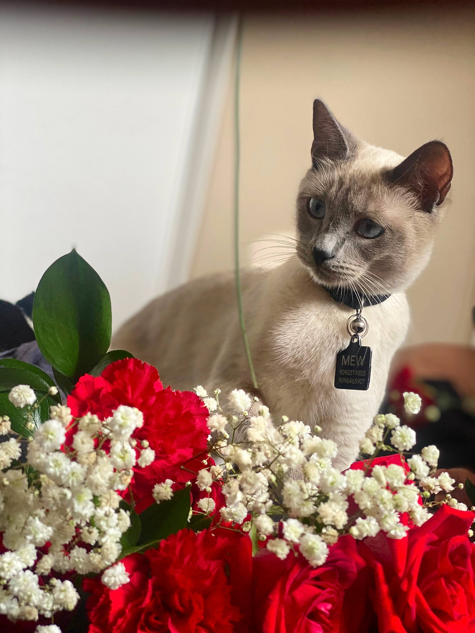 Mew joined the competition — help win amazing prizes! annual_plant, artificial_flower, carnivore, cat, cut_flowers, event, felidae, flower, flower_arranging, formal_wear, linens, magenta, petal, plant, rose_family, siamese, small_to_medium_sized_cats, snout, textile, whiskers