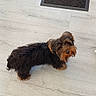 dog, yorkshire_terrier, small_dog, pet, black_and_brown, long_hair, fluffy, standing, looking_at_camera, indoors, wood_floor, floor, doormat, home, portrait, animal, cute, companion_animal, full_body, vertical_photo