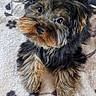 Filou participe au concours pour gagner de l'argent avec cette photo : dog, puppy, small_dog, fluffy, black_and_tan, brown, long_hair, beard, eyes, nose, sitting, indoors, blanket, paw_prints, pet, portrait, cute, looking_at_camera, cozy, animal