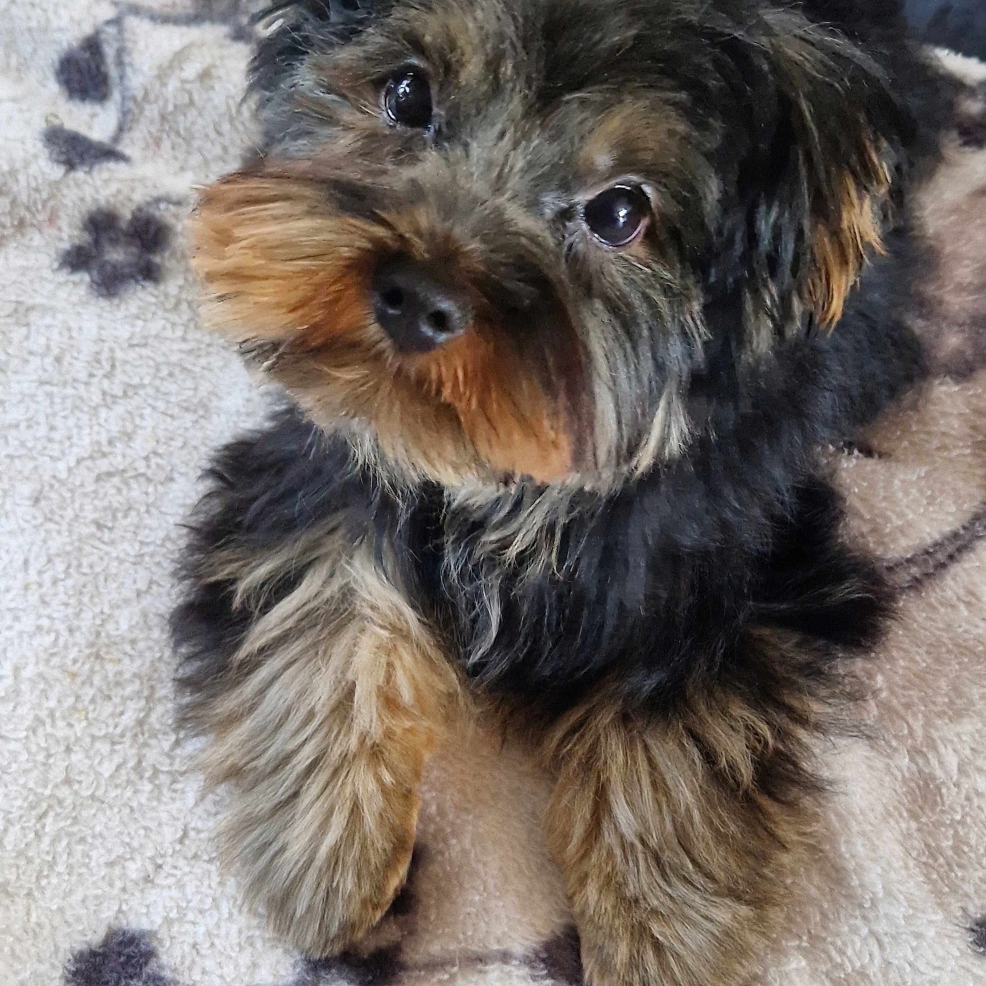 Filou