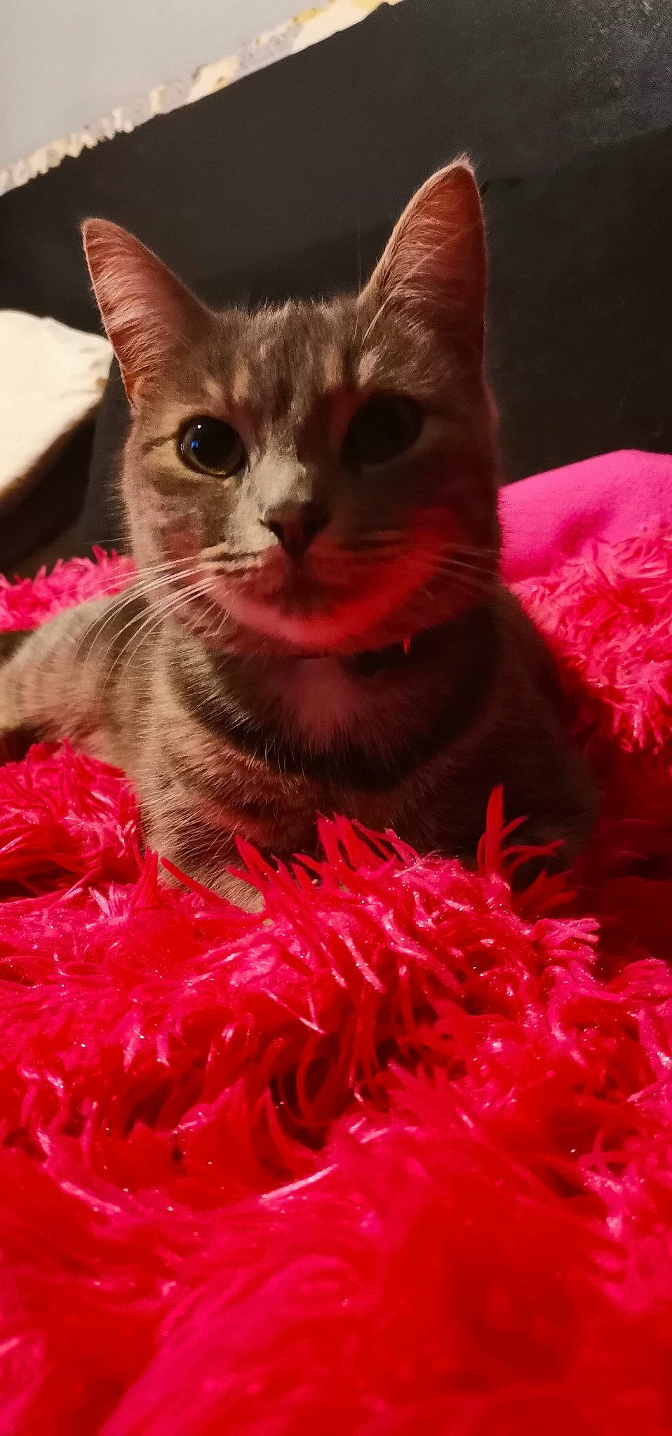 Nancy a rejoint le concours — aidez-le/la à gagner de superbes lots ! carnivore, cat, cat_supply, claw, domestic_short_haired_cat, event, fawn, felidae, fur, holiday, magenta, paw, petal, pink, plant, small_to_medium_sized_cats, whiskers