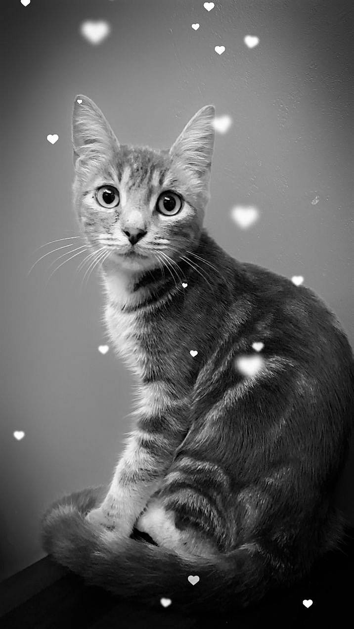 Nancy a rejoint le concours — aidez-le/la à gagner de superbes lots ! beauty, black_and_white, carnivore, cat, darkness, domestic_short_haired_cat, event, felidae, flash_photography, fur, monochrome, monochrome_photography, paw, sitting, small_to_medium_sized_cats, snout, stock_photography, style, tail, whiskers