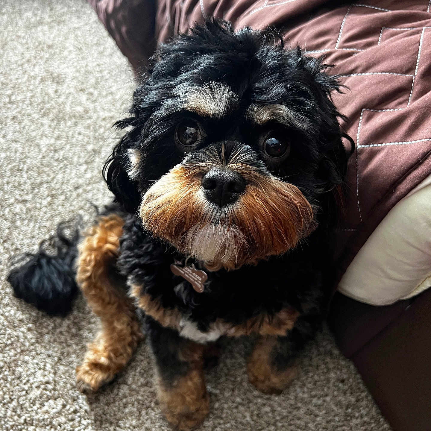 Chewie is registered to the contest to win money with this photo: affenpinscher, animal, canine, cockerspaniel, couch, cushion, dog, furniture, homedecor, indoors, papillon, pet, poodle, puppy, terrier
