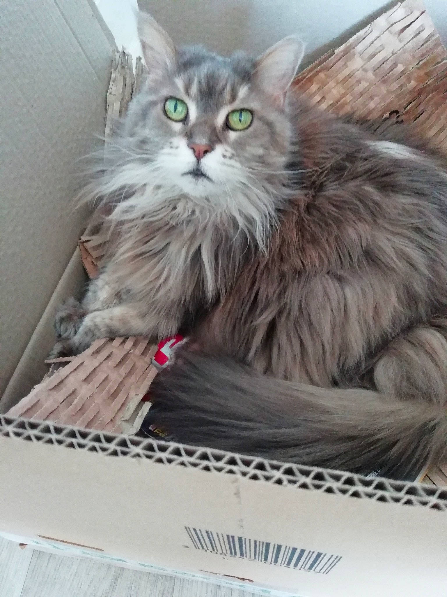 Chipie participe au concours pour gagner de l'argent avec cette photo : asian_semi_longhair, british_longhair, british_semi_longhair, carnivore, cat, domestic_long_haired_cat, domestic_short_haired_cat, felidae, kitten, maine_coon, mammal, napoleon_cat, nebelung, norwegian_forest_cat, ragamuffin, siberian, small_to_medium_sized_cats, vertebrate, whiskers