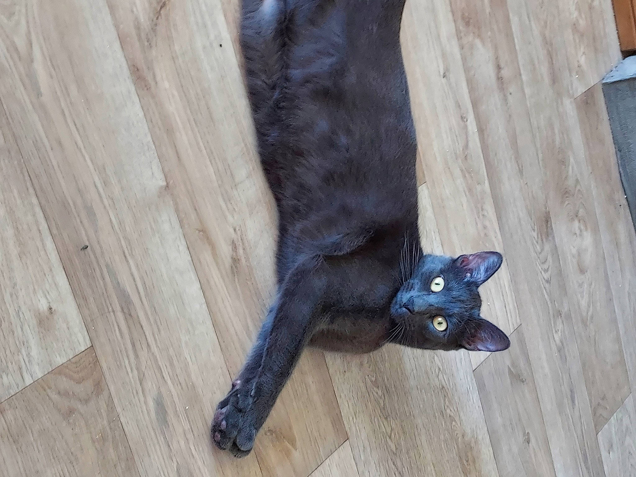 Kheops a rejoint le concours — aidez-le/la à gagner de superbes lots ! black_cat, carnivore, cat, claw, comfort, dog_breed, domestic_short_haired_cat, electric_blue, fawn, felidae, flooring, fur, hardwood, leg, small_to_medium_sized_cats, snout, sporting_group, tail, whiskers, wood