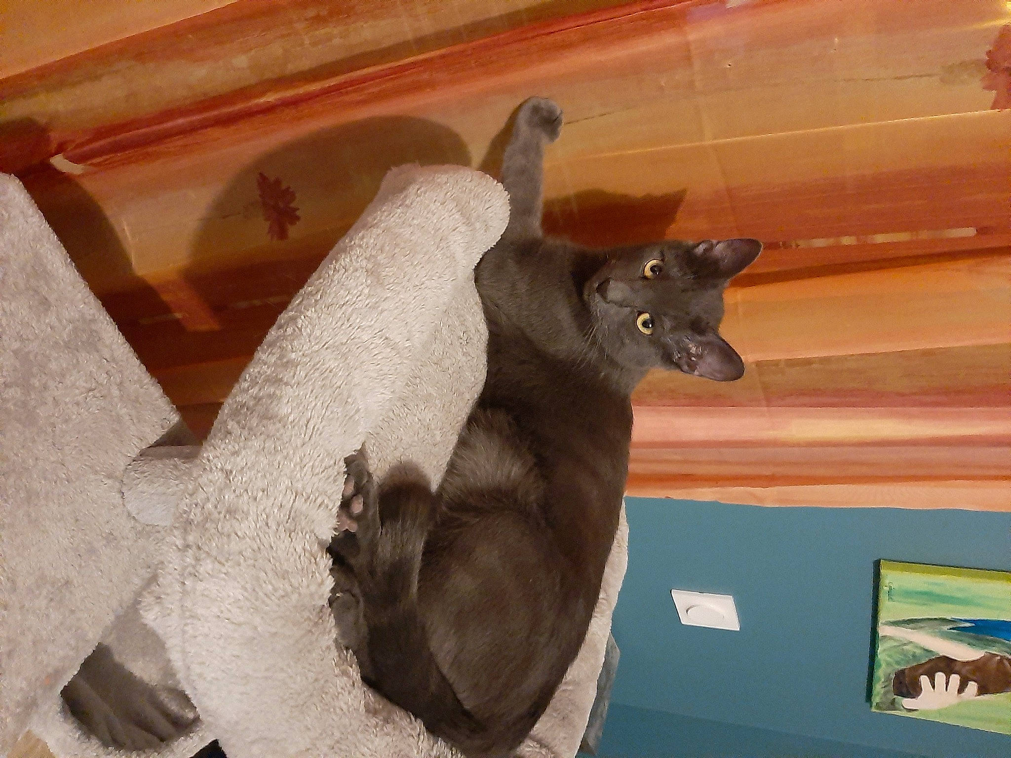 Kheops a rejoint le concours — aidez-le/la à gagner de superbes lots ! fur, koala, korat, snout, stuffed_toy, terrestrial_animal