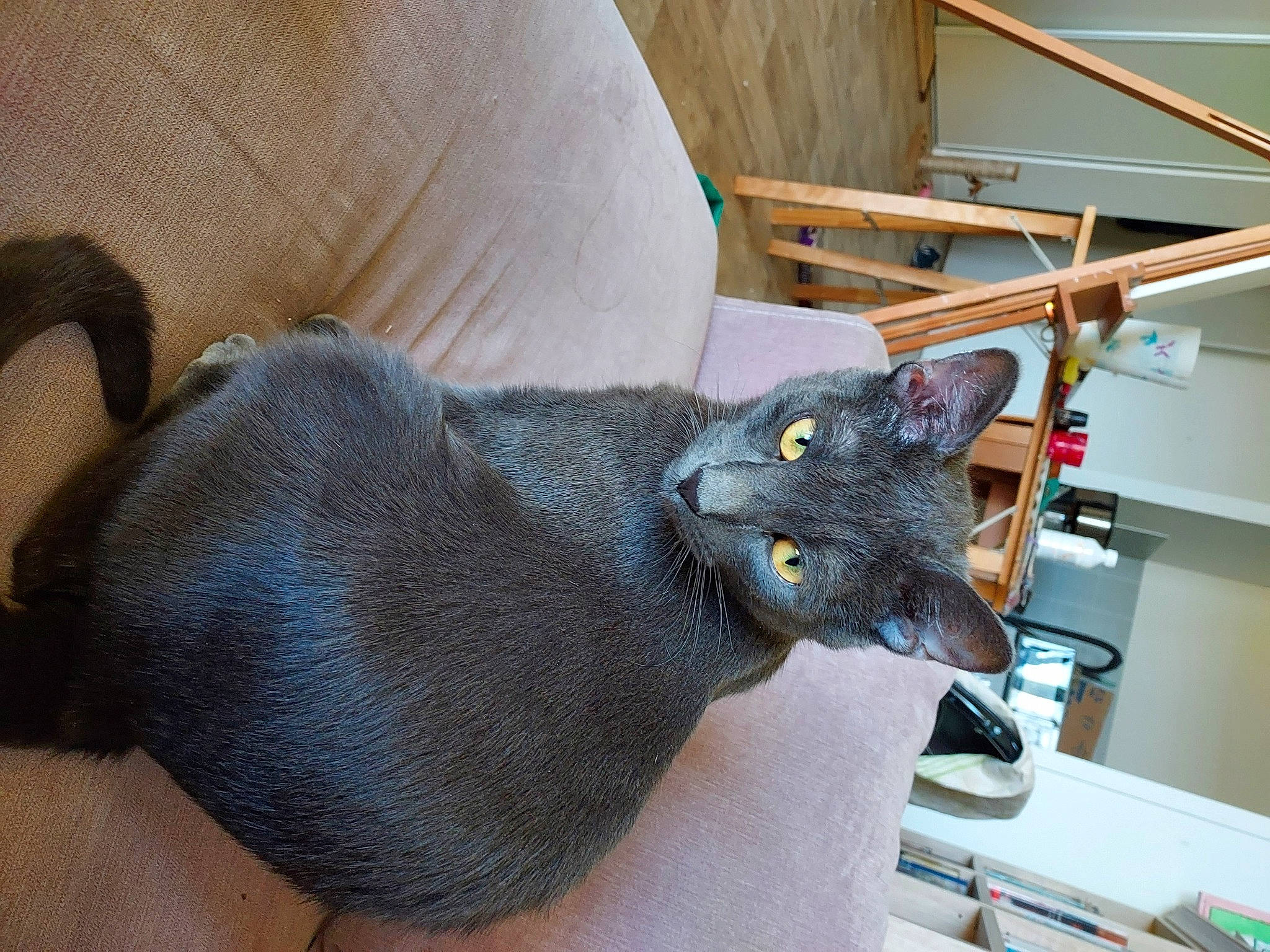 Kheops participe au concours pour gagner de l'argent avec cette photo : black_cat, carnivore, cat, cat_bed, cat_supply, claw, comfort, domestic_short_haired_cat, felidae, fur, grey, korat, mammal, room, russian_blue, shelf, small_to_medium_sized_cats, snout, tail, whiskers