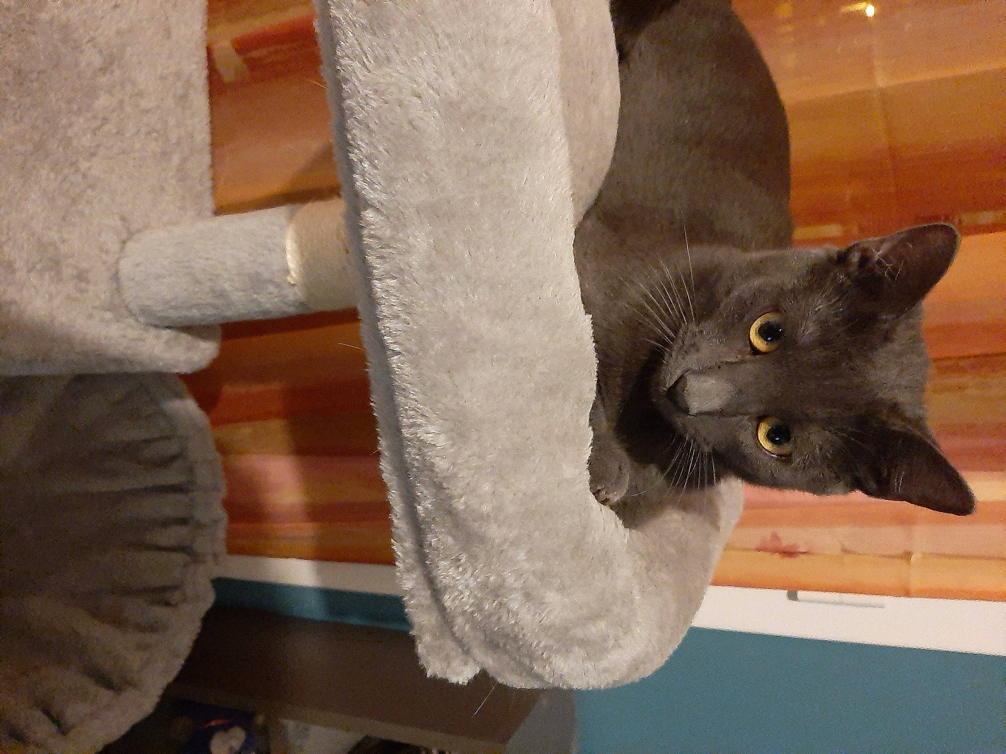 Kheops a rejoint le concours — aidez-le/la à gagner de superbes lots ! black_cat, british_shorthair, carnivore, cat, cat_furniture, cat_supply, chartreux, domestic_short_haired_cat, felidae, fur, korat, small_to_medium_sized_cats, snout, vertebrate, whiskers