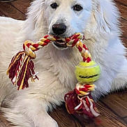 Charlie is registered to the contest to win money with this photo: dog, white_dog, rope_toy, tennis_ball, pet_toy, indoor, wooden_floor, playful, canine, fur, animal, mammal, companion, laying_down, close_up, pet, cute, domestic_animal, chewing, toy