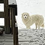 dog, snow, outdoor, wooden_stairs, winter, pet, animal, white_fur, quiet, cold, curious, backyard, nature, canine, furry, standing, daylight, alone, quiet_moment, winter_climate