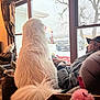 Charlie is registered to the contest to win money with this photo: dog, cat, man, window, couch, blanket, indoor, snow, winter, tree, vehicle, curtain, pet, relaxing, furniture, cozy, fluffy, looking_out, beard, hat