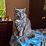 cat, gray_cat, fluffy_fur, heterochromia, table, tablecloth, remote_control, magazine, indoor, living_room, television, weather_map, door, candle, furniture, wooden_furniture, holiday_decor, snowflake_pattern, pet, animal
