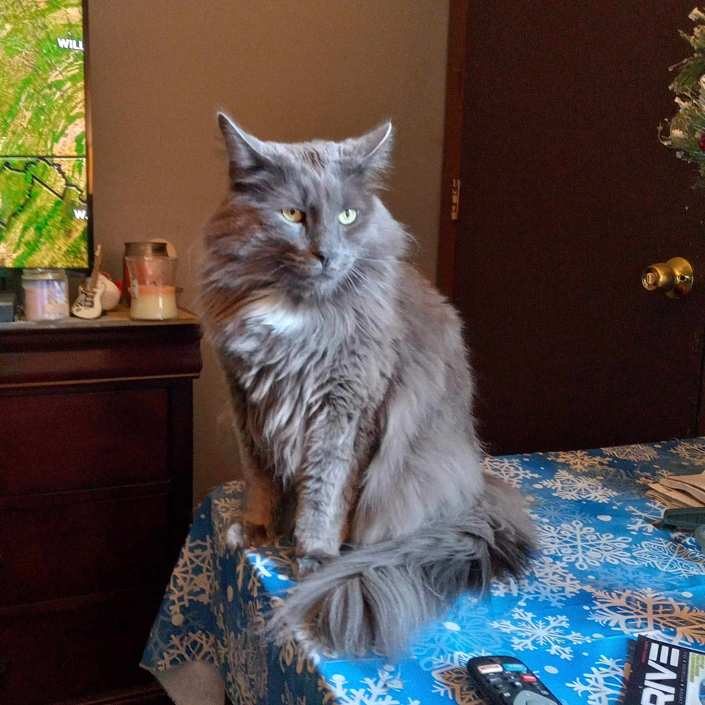 Sterling joined the competition — help win amazing prizes! animal, candle, cat, door, fluffy_fur, furniture, gray_cat, heterochromia, holiday_decor, indoor, living_room, magazine, pet, remote_control, snowflake_pattern, table, tablecloth, television, weather_map, wooden_furniture