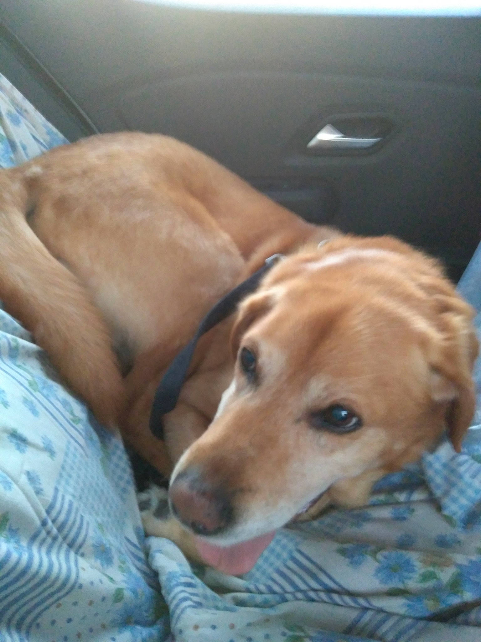 Apollo a rejoint le concours — aidez-le/la à gagner de superbes lots ! canidae, carnivore, comfort, companion_dog, dog, dog_breed, dog_supply, fawn, fur, golden_retriever, liver, paw, pet_supply, puppy, retriever, snout, sporting_group, vehicle_door, whiskers, working_animal