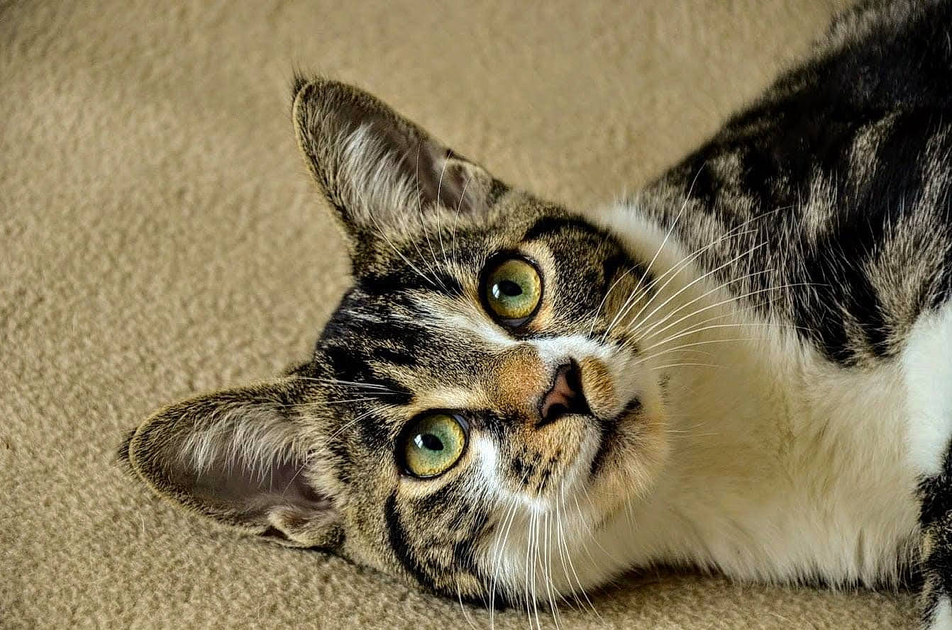 Ronron participe au concours pour gagner de l'argent avec cette photo : carnivore, cat, close_up, domestic_short_haired_cat, felidae, fur, grass, paw, small_to_medium_sized_cats, snout, terrestrial_animal, whiskers, wildlife